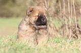 CHOW CHOW 225